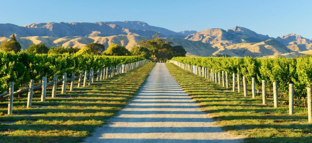 Vineyard v2